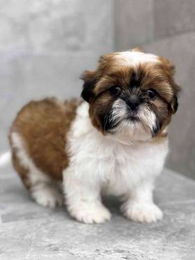 Shih Tzu