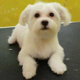 Maltese