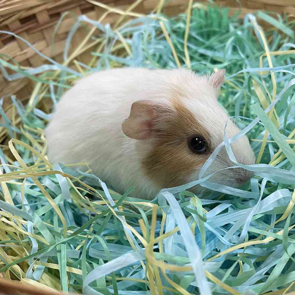 Guinea pig