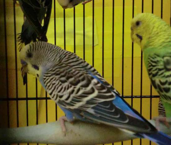 parakeets
