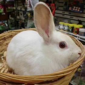 Dwarf Rabbit