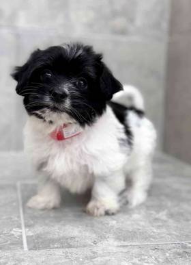 Havanese