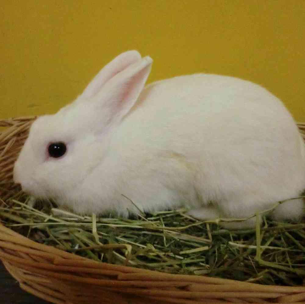 pet breed image