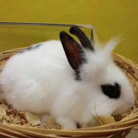 Lionhead rabbit