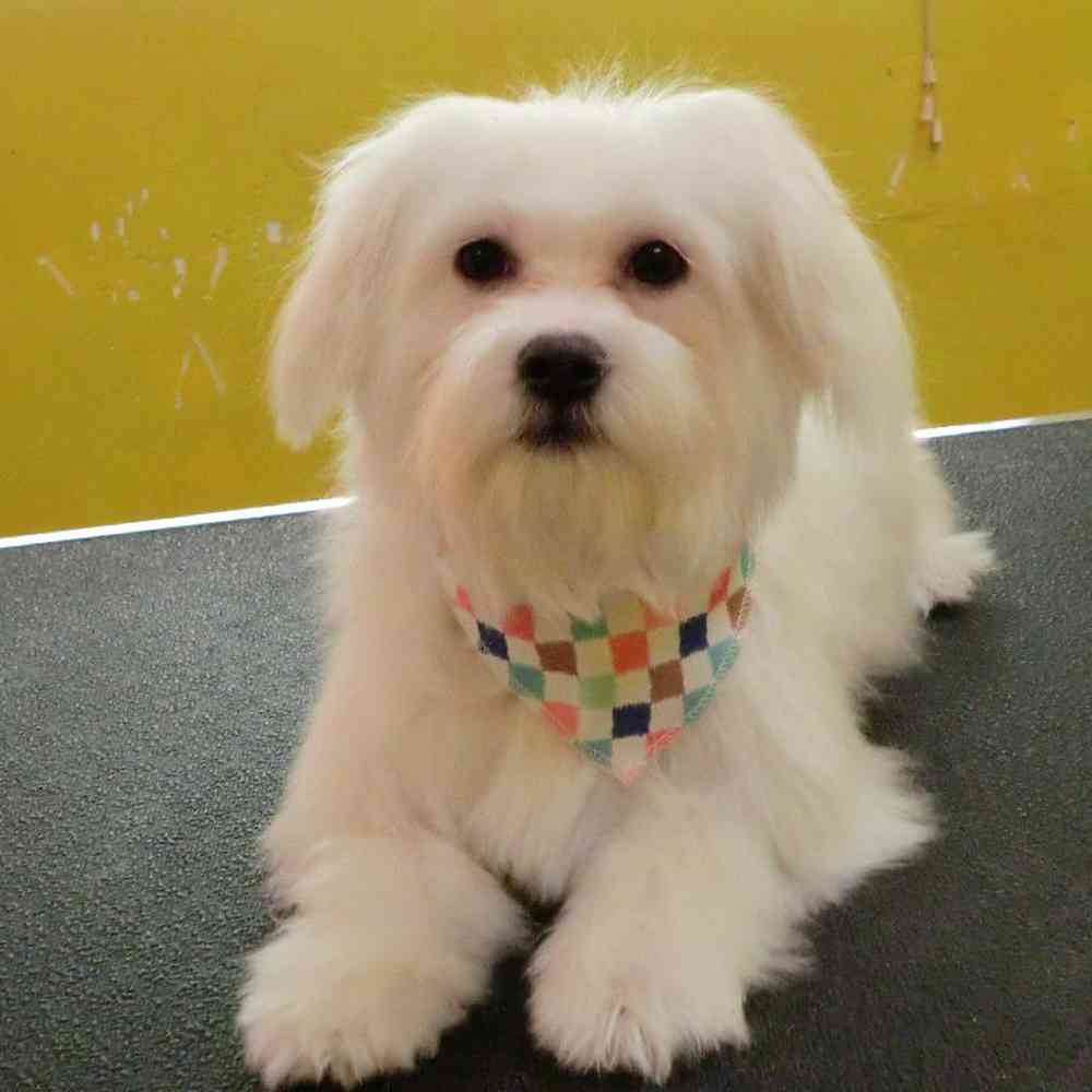 carousel pet images