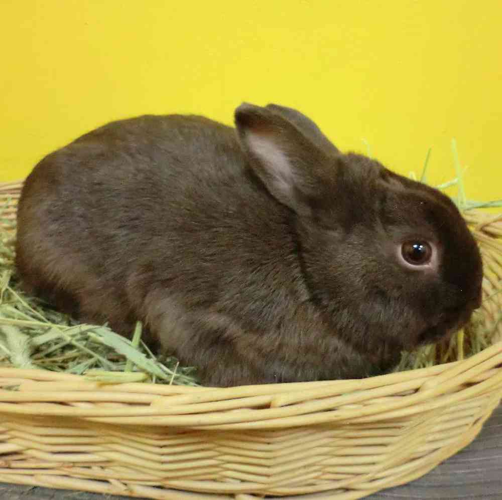 pet breed image
