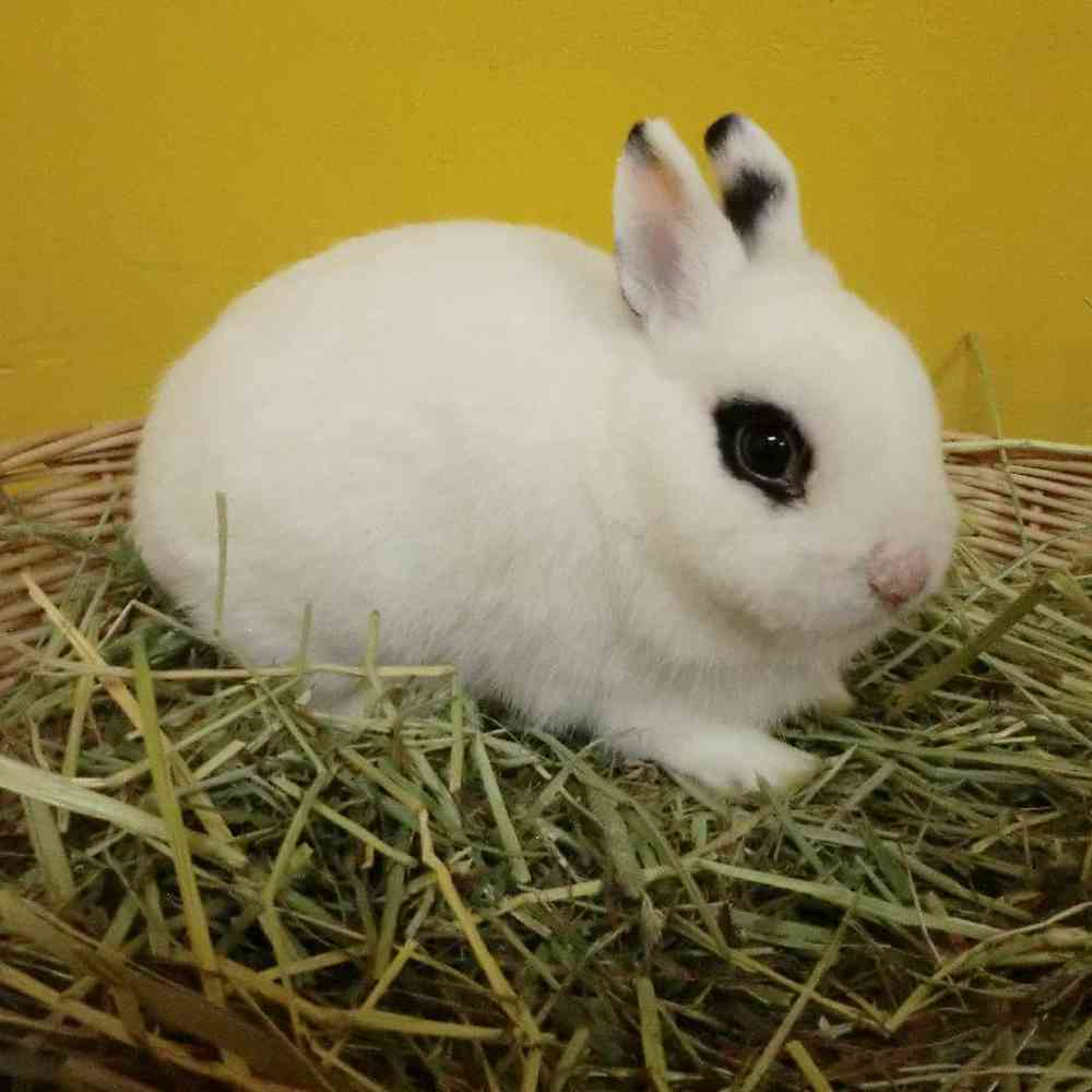 pet breed image