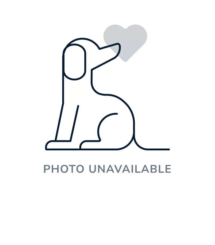 Female Goldendoodle puppy for sale at Pet Palace of New City.